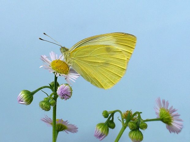 mlynárik kapustový Pieris brassicae Linnaeus, 1758