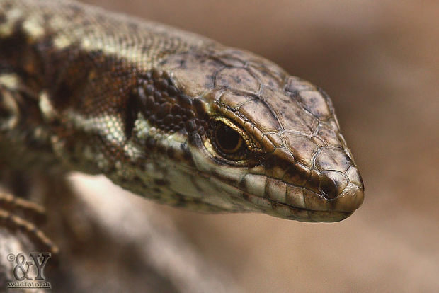 jašterica múrová Podarcis muralis