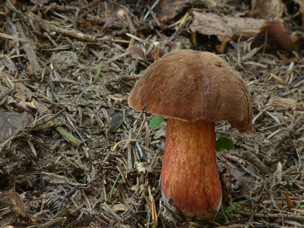 hríb zrnitohlúbikový Sutorius luridiformis (Rostk.) G. Wu & Zhu L. Yang