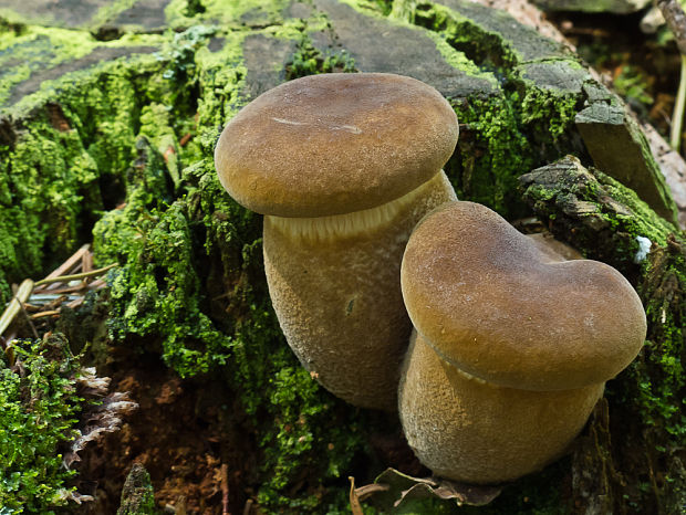 čechračka tmavohlúbiková Tapinella atrotomentosa (Batsch) Šutara