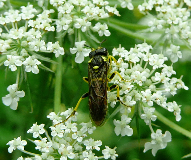 piliarka Tenthredo notha Klug, 1814