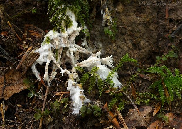 plesňovka belavohnedá Thelephora penicillata (Pers.) Fr.