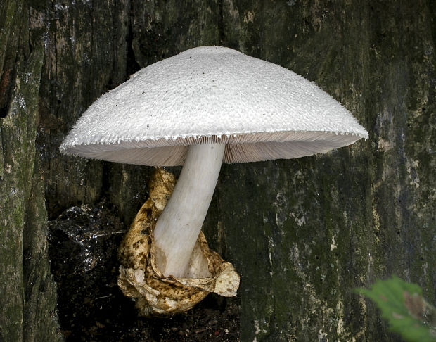 pošvovec stromový Volvariella bombycina (Schaeff.) Singer