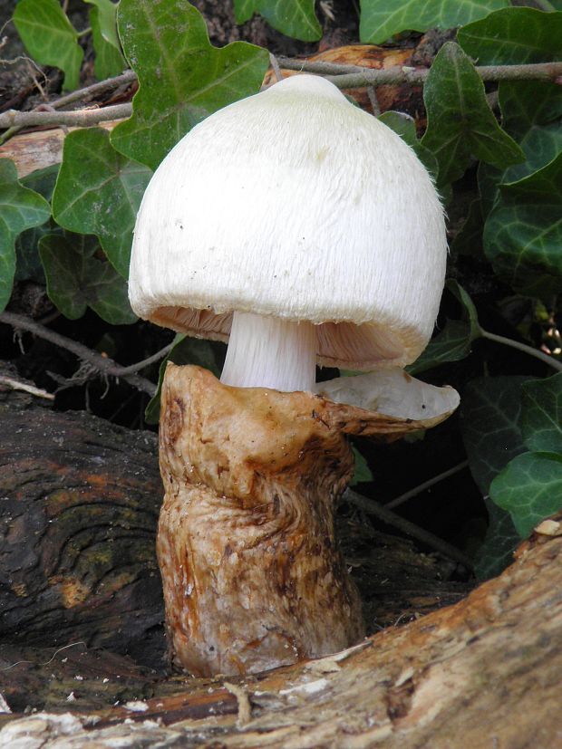 pošvovec stromový Volvariella bombycina (Schaeff.) Singer