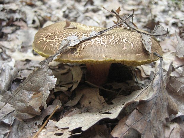 suchohríb žltomäsový Xerocomellus chrysenteron (Bull.) Šutara