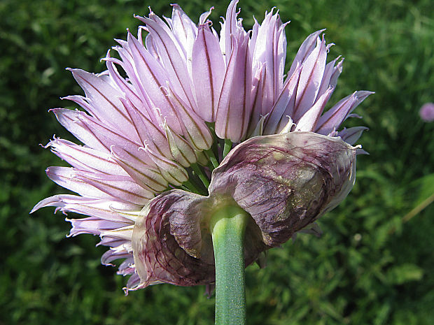 cesnak pažítkový Allium schoenoprasum L.