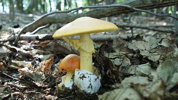 muchotrávka cisárska Amanita caesarea (Scop.) Pers.