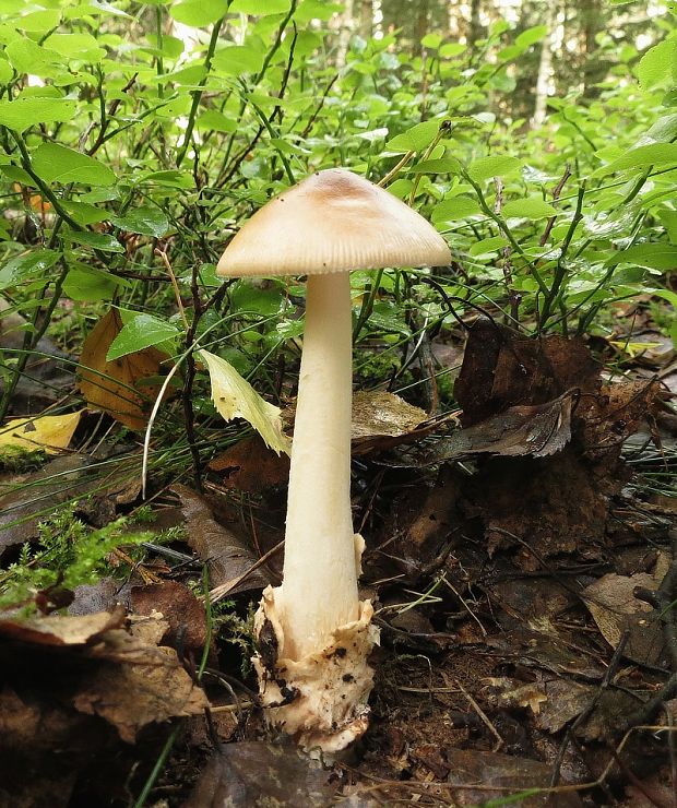 muchotrávka plavohnedá Amanita fulva Fr.