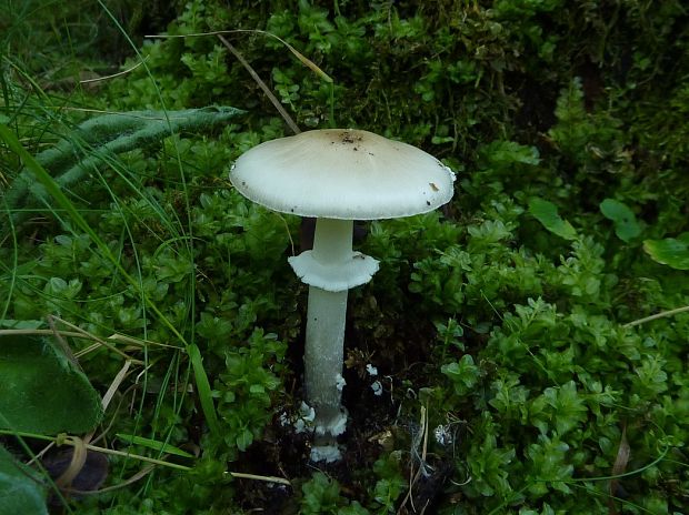 muchotrávka Amanita sp.