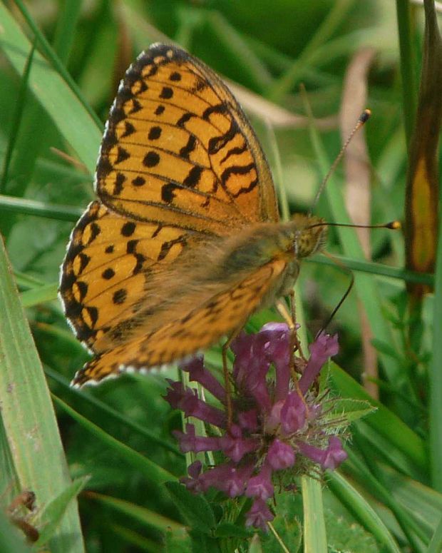 perlovec veľký Argynnis aglaja