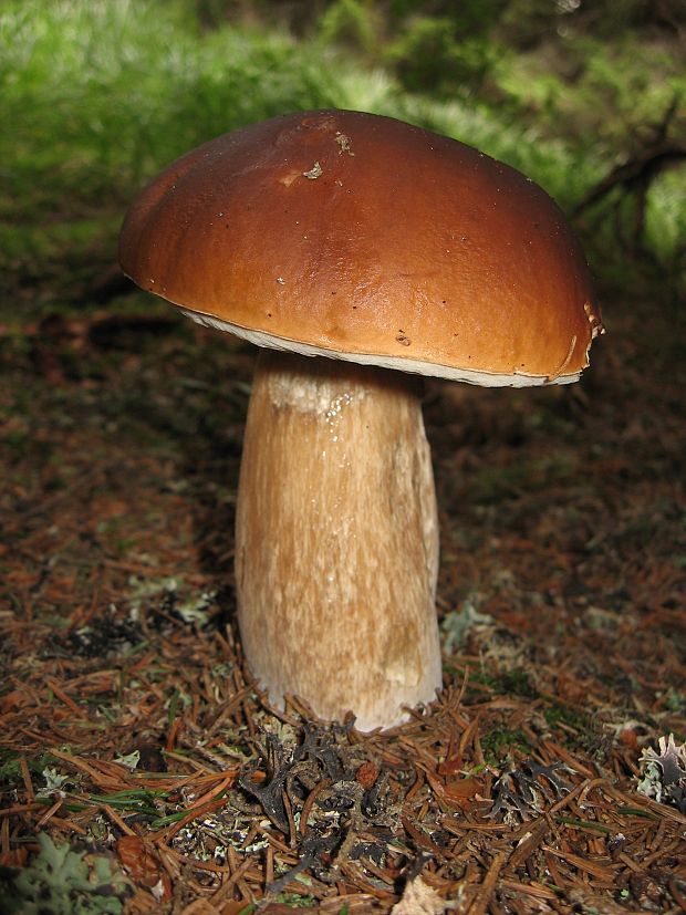 hríb smrekový Boletus edulis Bull.