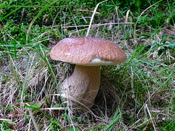 hríb smrekový Boletus edulis Bull.