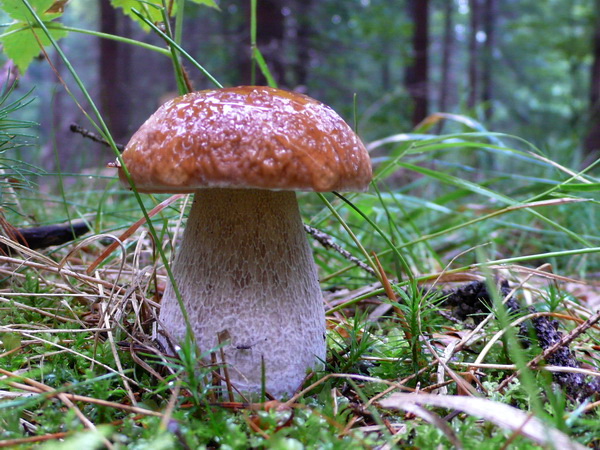 hríb smrekový Boletus edulis Bull.