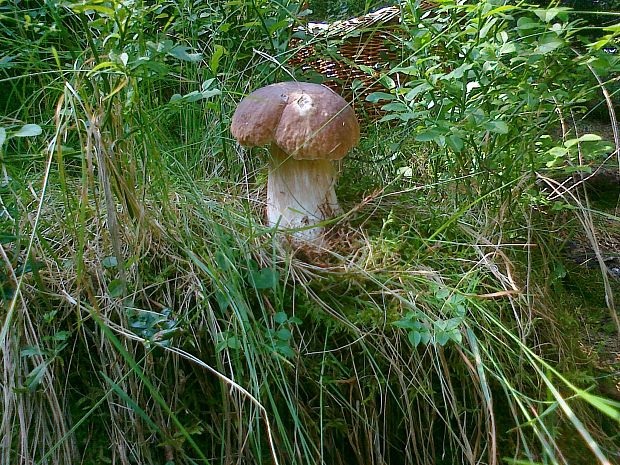 hríb smrekový Boletus edulis Bull.