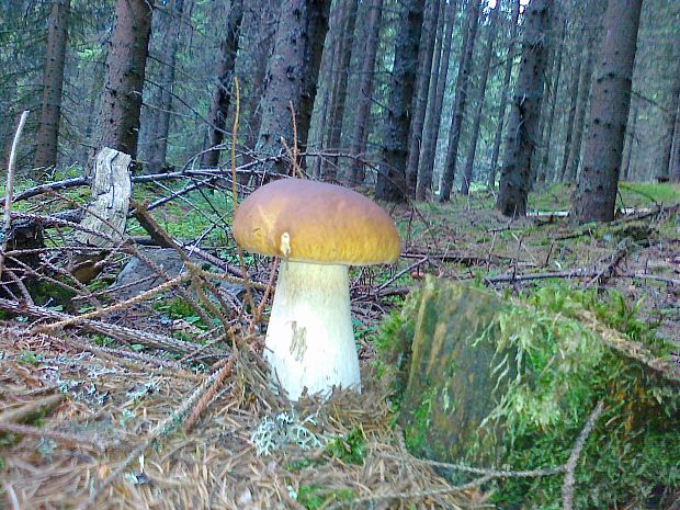 hríb smrekový Boletus edulis Bull.