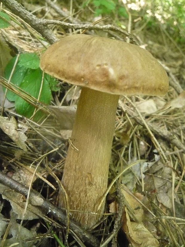 hríb dubový Boletus reticulatus Schaeff.