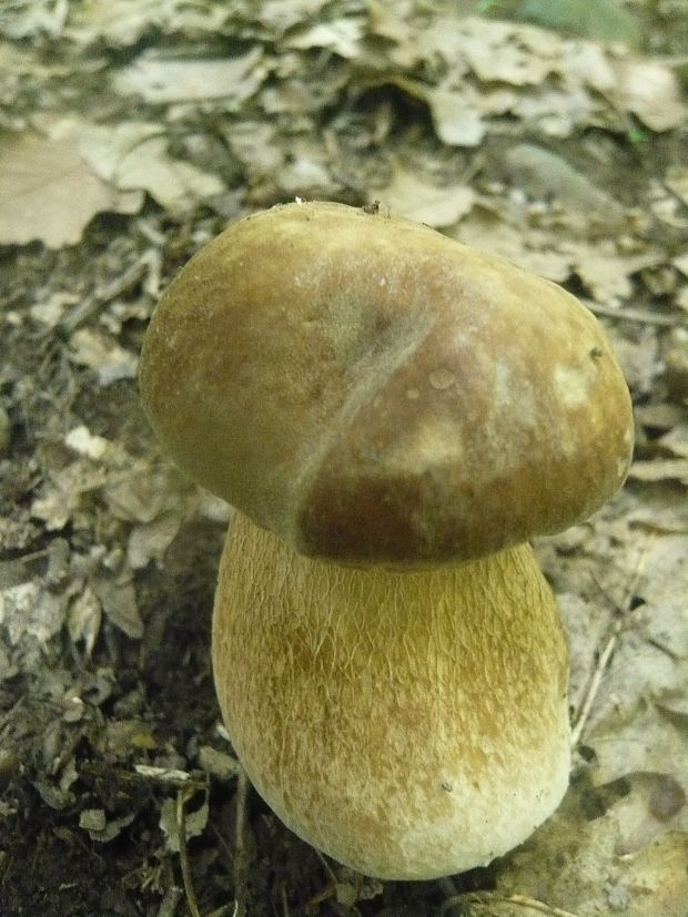 hríb dubový Boletus reticulatus Schaeff.