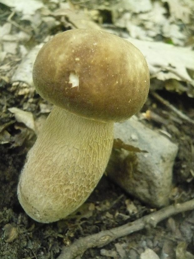 hríb dubový Boletus reticulatus Schaeff.