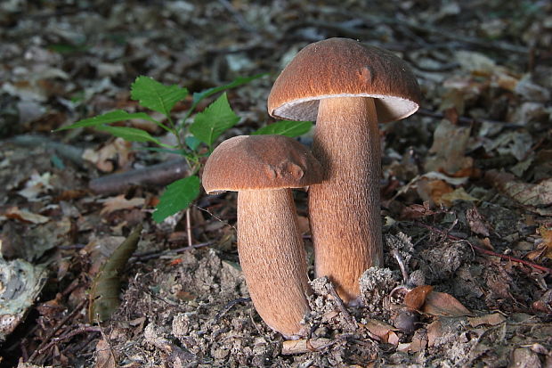 hríb dubový Boletus reticulatus Schaeff.