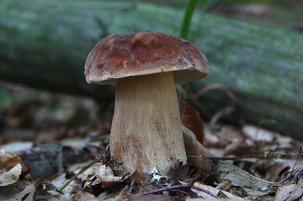 hríb dubový Boletus reticulatus Schaeff.