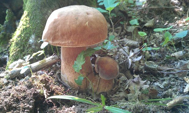 hríb dubový Boletus reticulatus Schaeff.