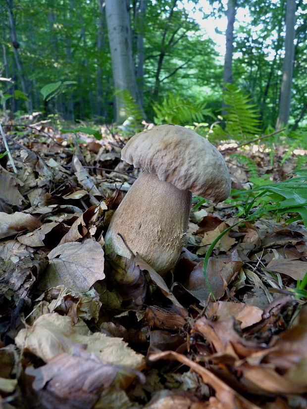 hríb dubový Boletus reticulatus Schaeff.