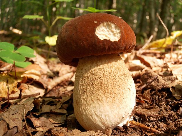 hríb dubový Boletus reticulatus Schaeff.