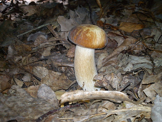 hríb dubový Boletus reticulatus Schaeff.