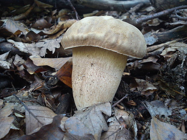 hríb dubový Boletus reticulatus Schaeff.