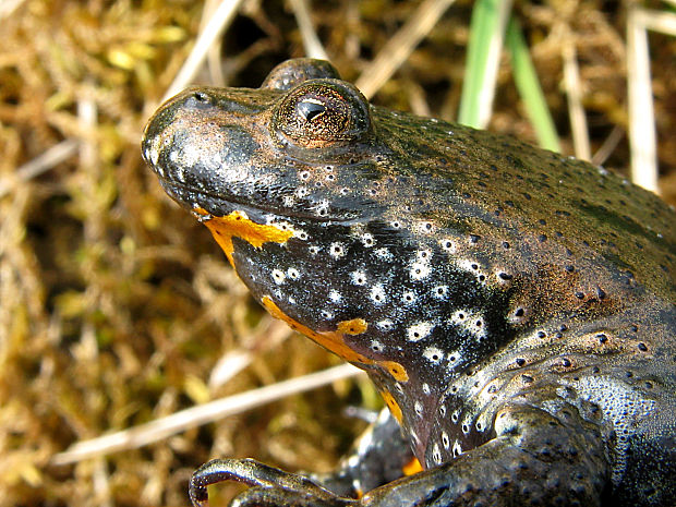 kunka červenobruchá/kuňka obecná Bombina bombina (Linnaeus, 1761)