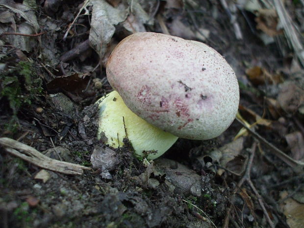 hríb kráľovský Butyriboletus regius (Krombh.) D. Arora & J.L. Frank