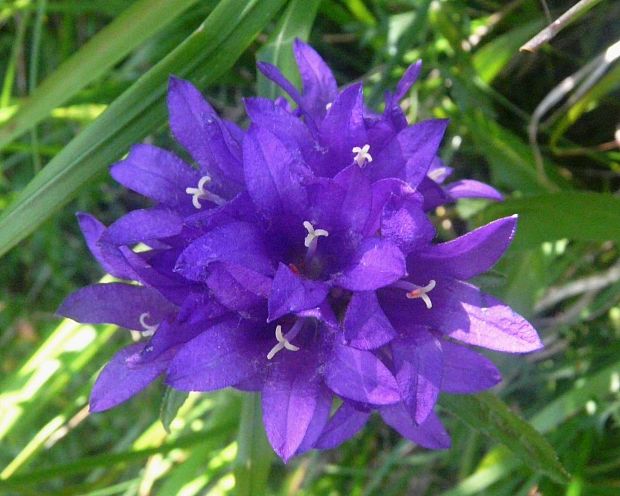 zvonček klbkatý Campanula glomerata agg. L.