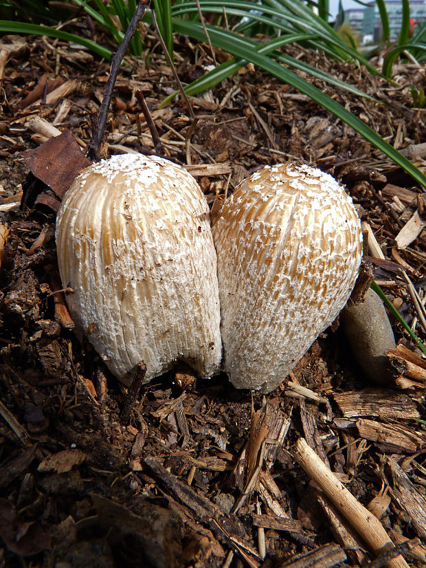 hnojník vločkatý Coprinellus flocculosus (DC.) Vilgalys, Hopple & Jacq. Johnson