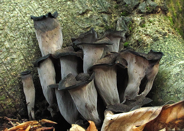 lievik trúbkovitý Craterellus cornucopioides (L.) Pers.