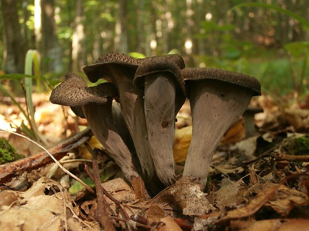 lievik trúbkovitý Craterellus cornucopioides (L.) Pers.