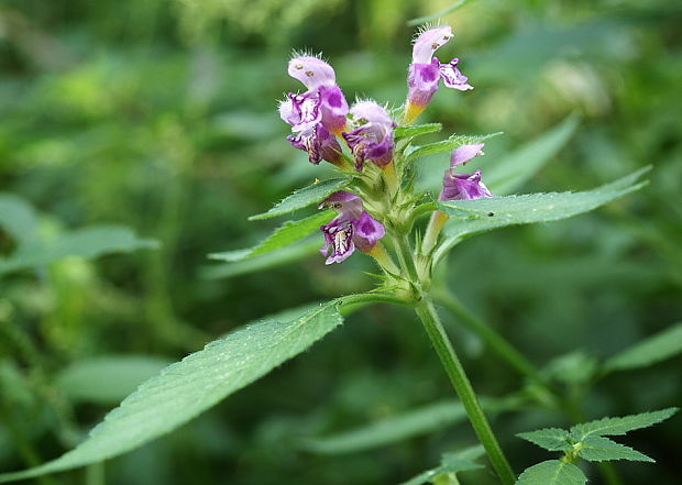 konopnica  Galeopsis sp.