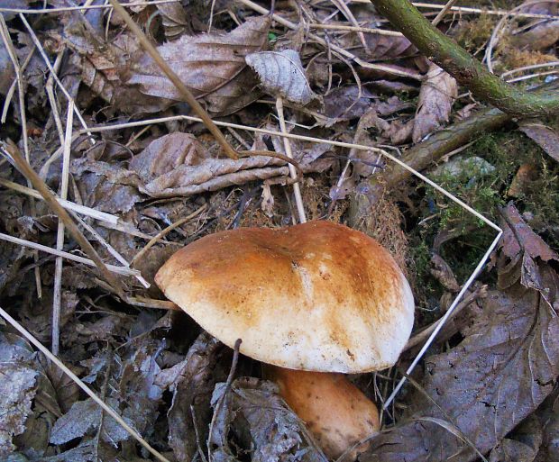 hríbnik gaštanovohnedý  Gyroporus castaneus (Bull.) Quél.