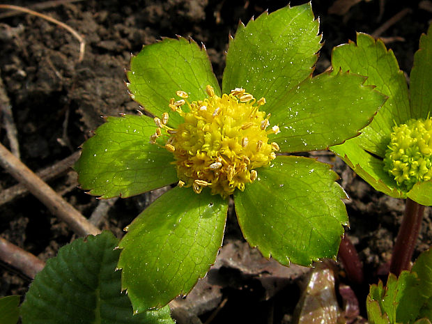 hviezdnatec čemericový/hvězdnatec zubatý Hacquetia epipactis (Scop.) DC.