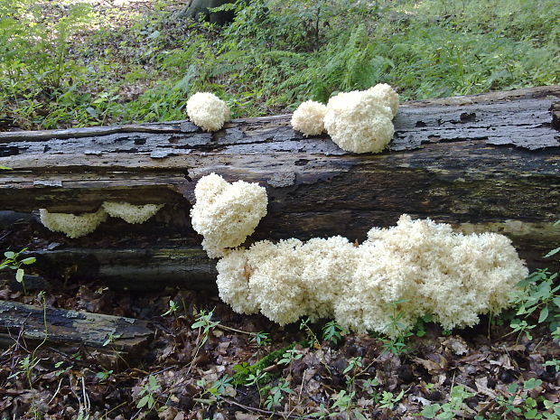 koralovec bukový Hericium coralloides (Scop.) Pers.