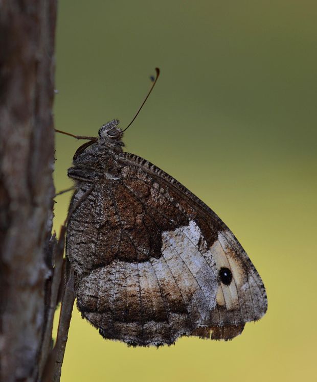 očkán bielopásový Hipparchia alcyone