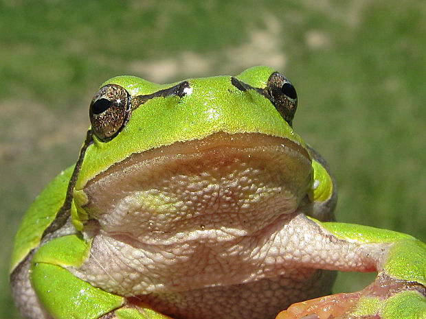 rosnička zelená/rosnička zelená Hyla arborea (Linnaeus, 1758)