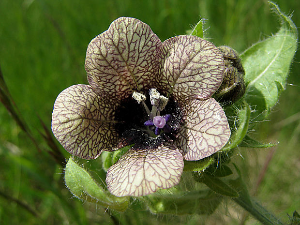 blen čierny Hyoscyamus niger L.