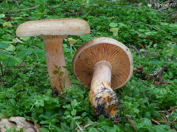 rýdzik pravý Lactarius deliciosus (L.) Gray