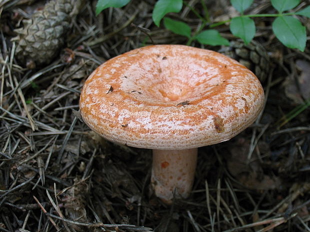 rýdzik vrchovský Lactarius salicis-reticulatae Kühner