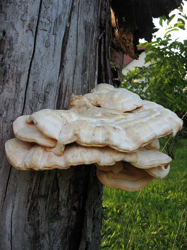 sírovec obyčajný Laetiporus sulphureus (Bull.) Murrill