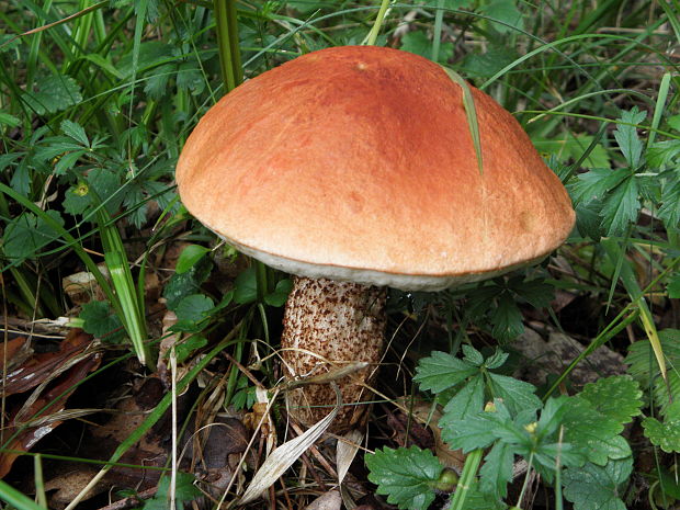 kozák dubový Leccinum aurantiacum (Bull.) Gray