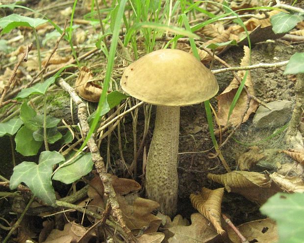 kozák hrabový Leccinum pseudoscabrum (Kallenb.) Šutara