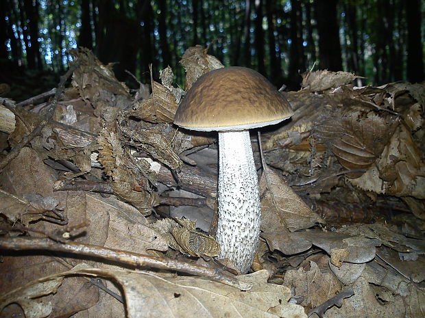 kozák hrabový Leccinum pseudoscabrum (Kallenb.) Šutara