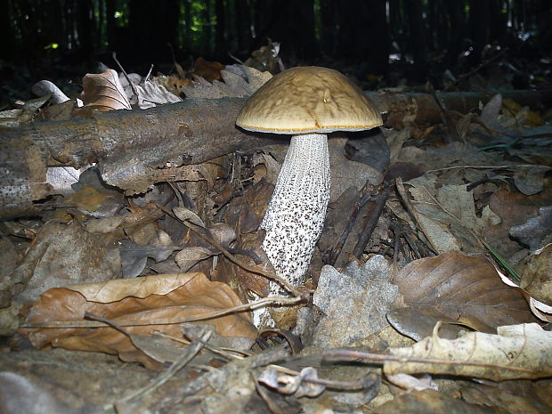 kozák hrabový Leccinum pseudoscabrum (Kallenb.) Šutara