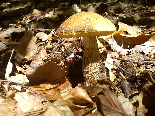 kozák hrabový Leccinum pseudoscabrum (Kallenb.) Šutara